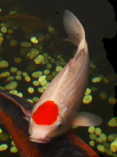 Мацал Кошек | 