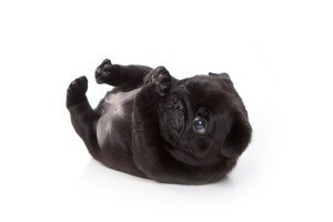 Виктория Сайфутдинова | Санкт-Петербург