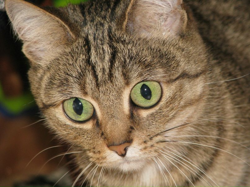 Денис Мухин | Набережные Челны