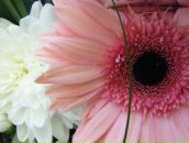 №15, Любовь Першина, 29.1, Санкт-Петербург, Россия