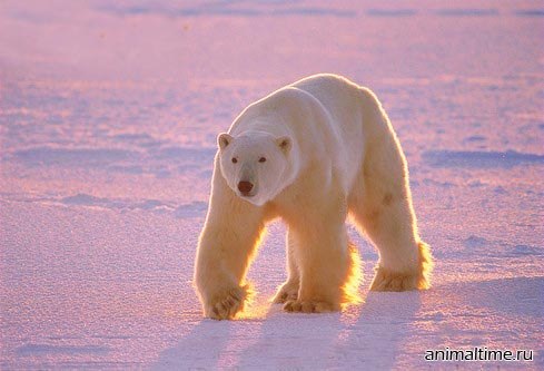 Тамара Синева | Москва