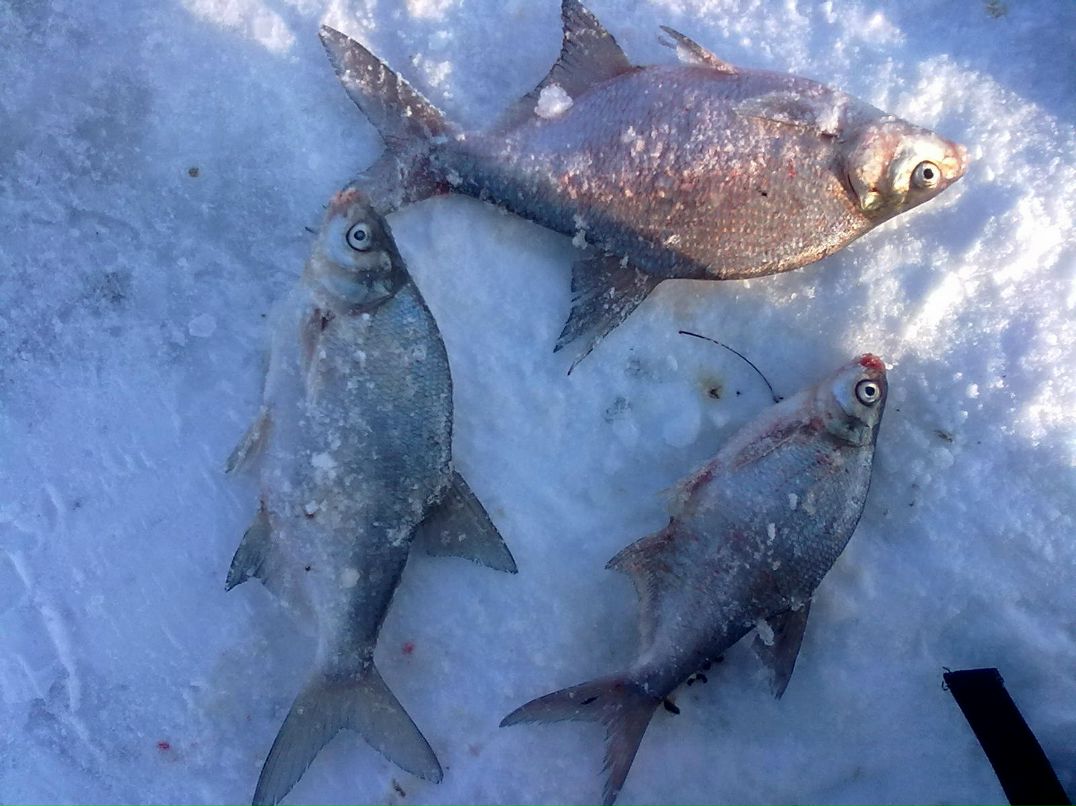 Владимир Крылатый | Кривой Рог