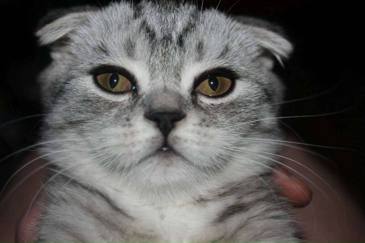 Евгений Озол | Анжеро-Судженск