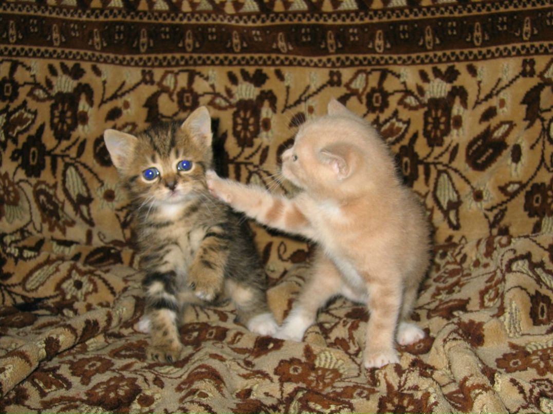 Наталия Бесфамильная | Москва