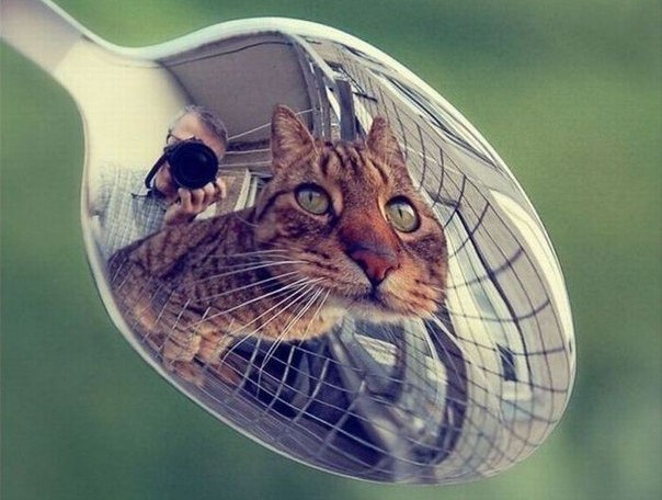 Юлия Сайгина Госпожа))) | Севастополь