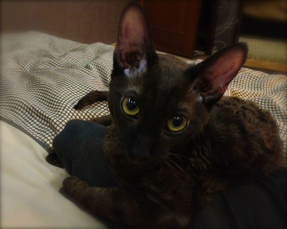 Elena Tselobanova ⓋⒾⓅ | Москва