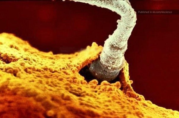 Наташа Радова | Санкт-Петербург