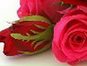 Дарья Беркутова | 