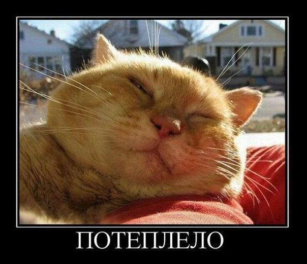 Kot Koteykin | Кривой Рог