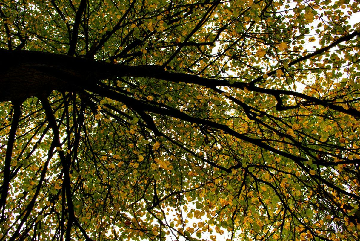 София Лука | Киев