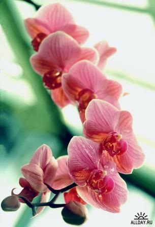 №12, Алла Богуславська, Вольнянск №12, Алла Богуславська, Вольнянск