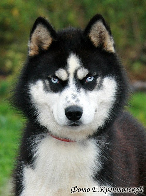 Екатерина Степанова КОТ | Москва