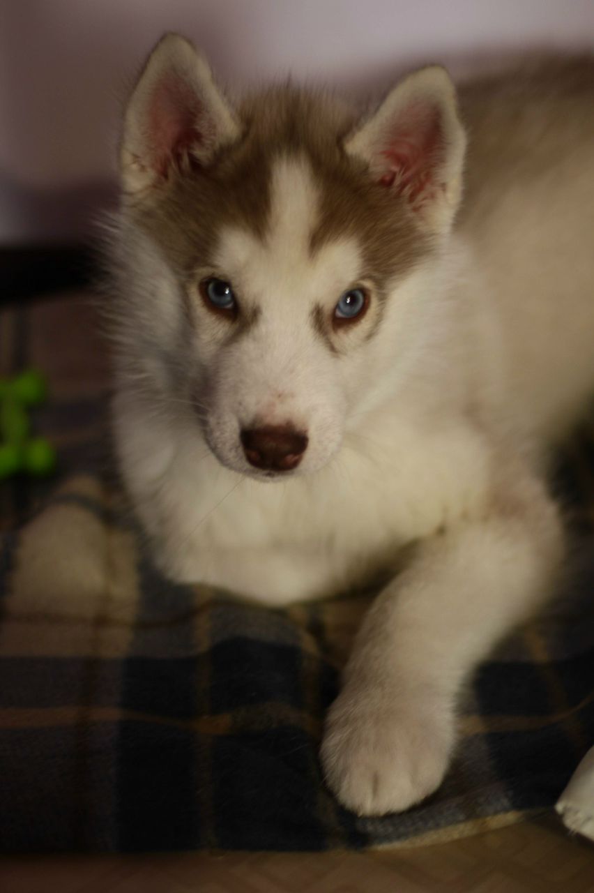 Юлия Фесько | Йошкар-Ола