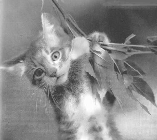 Александр Афимьин | 