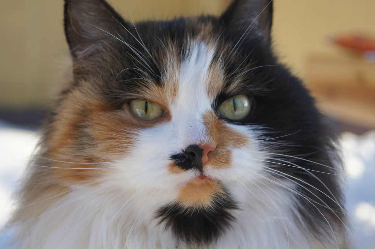 Елена Смирнова (волкова) | Москва