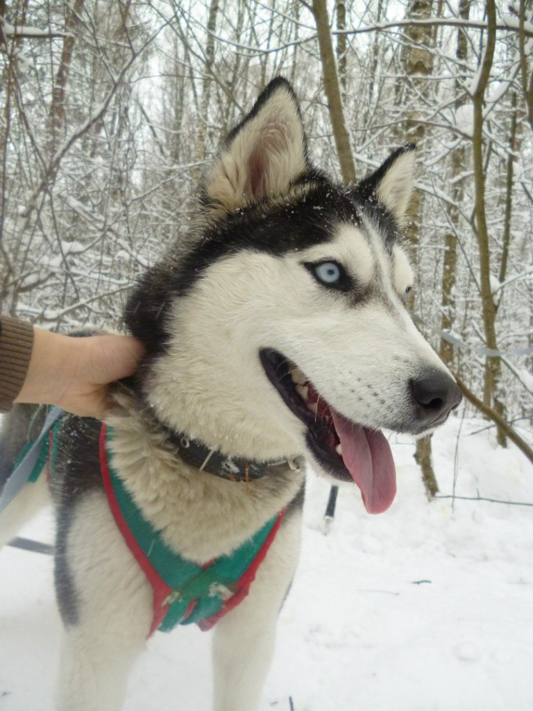 Анна Романенкова | Ногинск