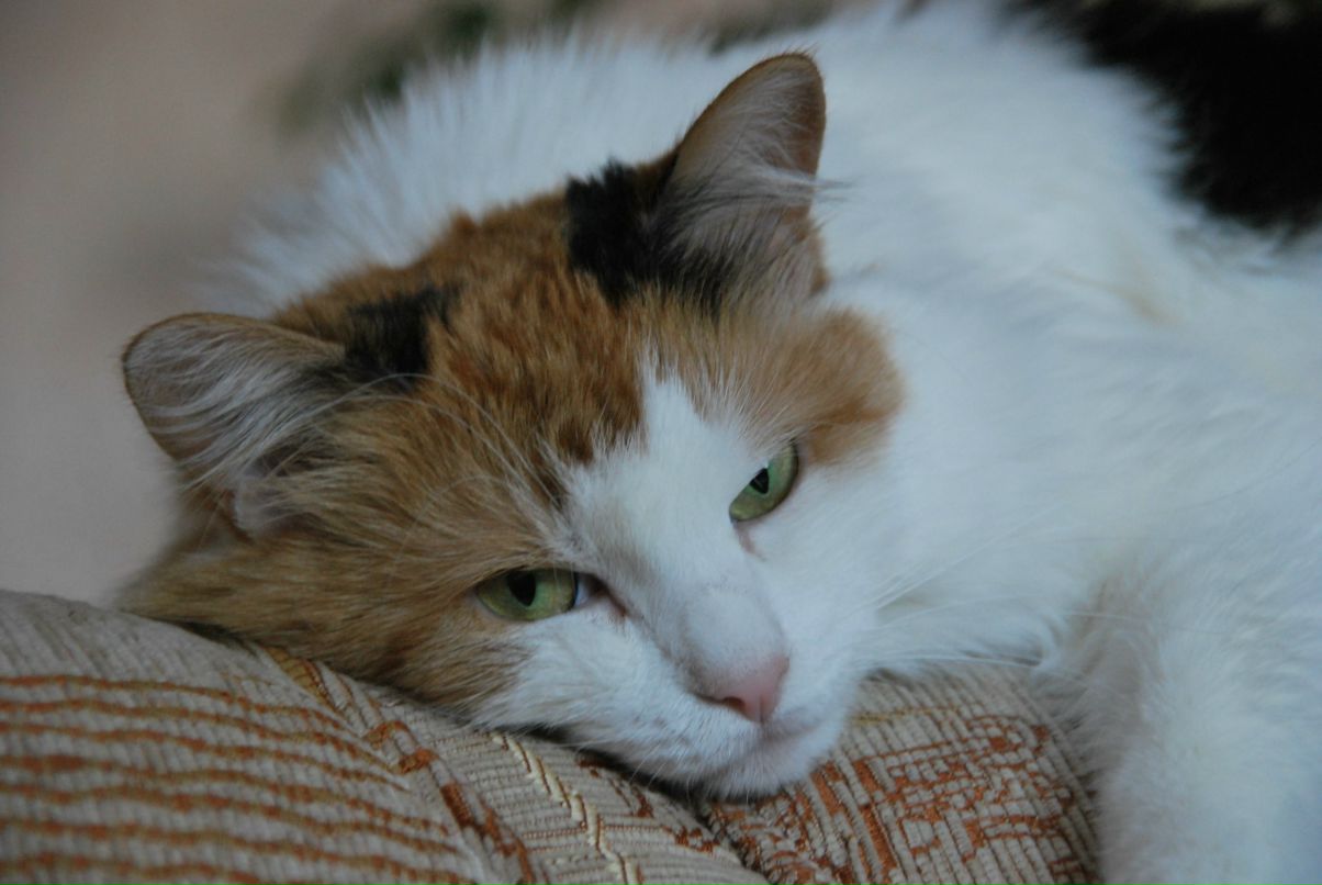 Наталья Хавроничева | Санкт-Петербург