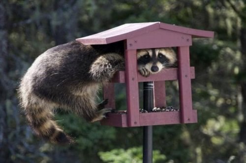 Роман Романенчук | Коломыя