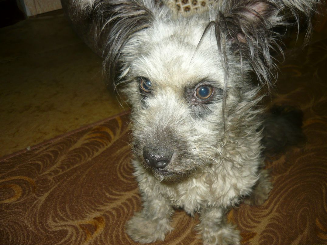 Людмила Дубская | Барзас