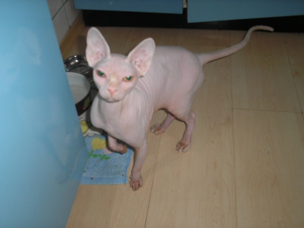 №30, Костя Кобчик №30, Костя Кобчик