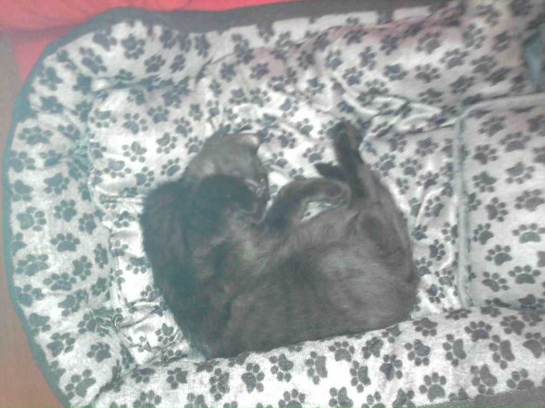 Михаил Молодший | Запорожье