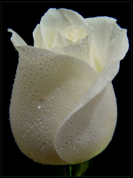 №39, Nabil Karem, 36 лет, Sharm el-Sheikh №39, Nabil Karem, 36 лет, Sharm el-Sheikh