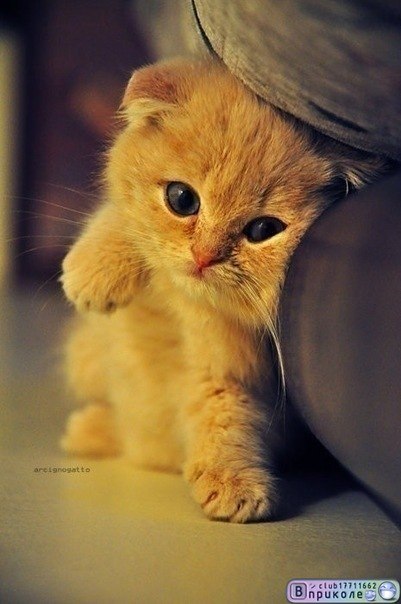 Кирилл Левошко THIEF | Харьков