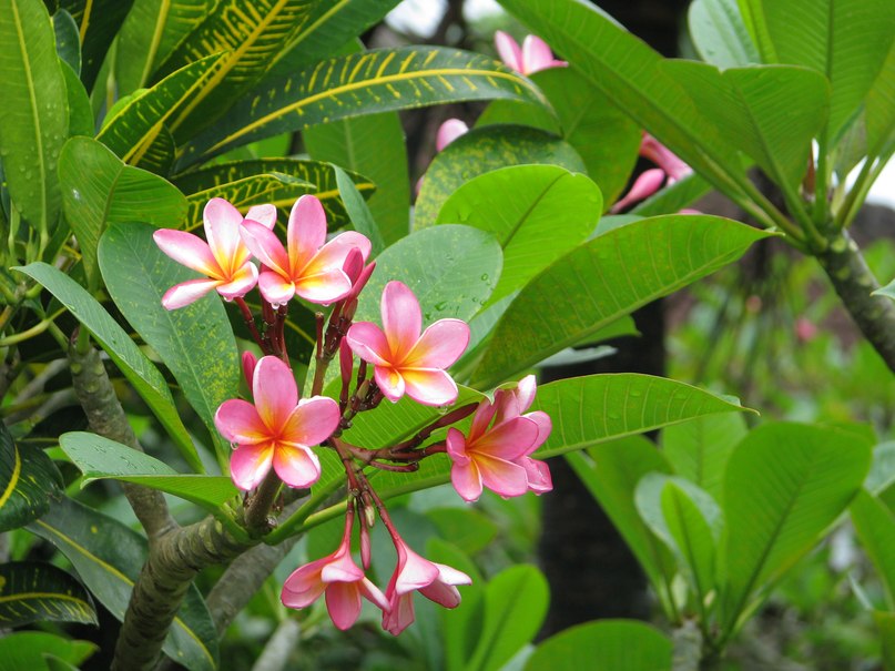 Ержена Ердынеева | Новосибирск