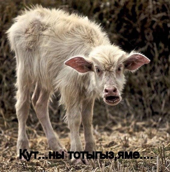 Коля Ермолаев | Казань