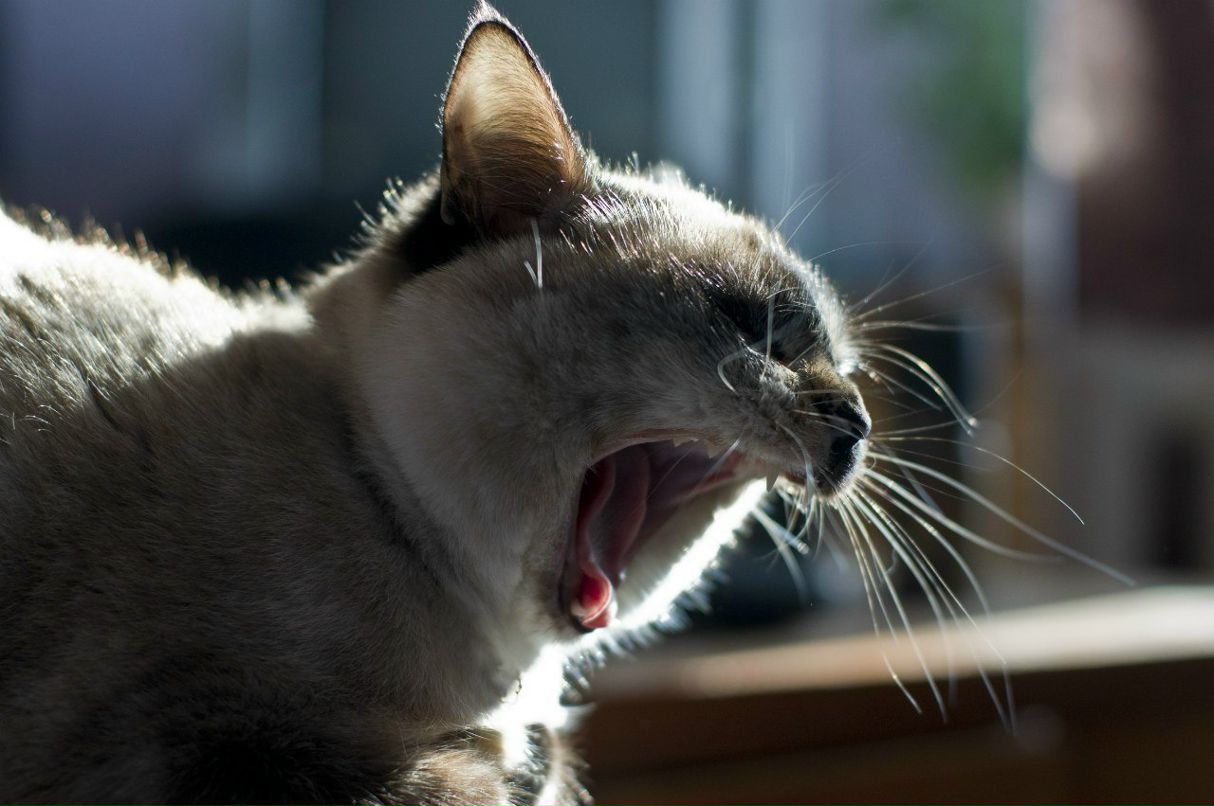 Дзмітрый Салаўёў | Гомель