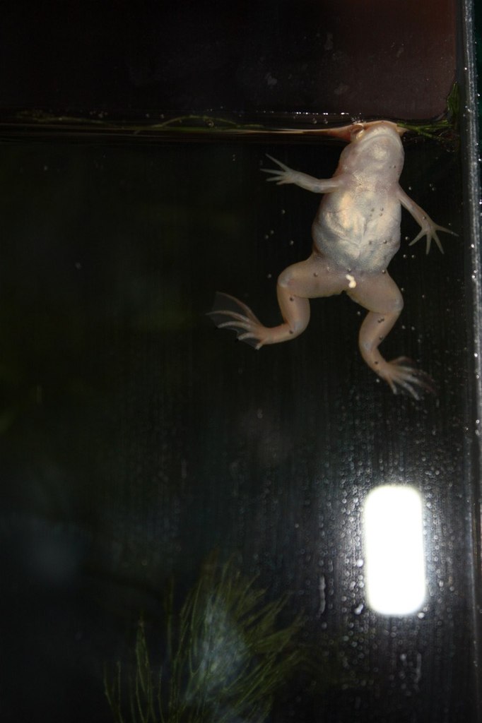 Катя Сарафанова | Севастополь