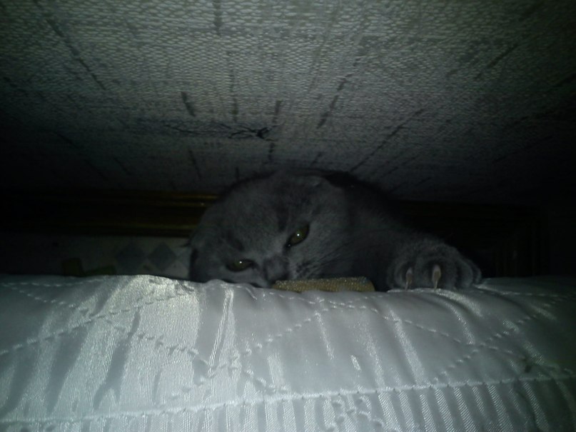 Анна Тарабухина | Череповец