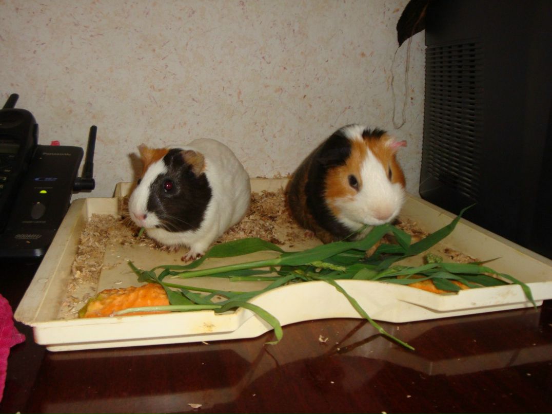 Андрей Письменюк | Полтава