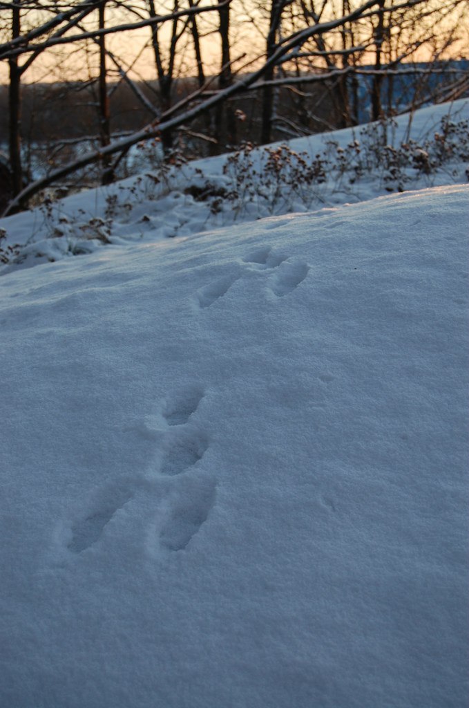 Лариса Сафронова | Санкт-Петербург