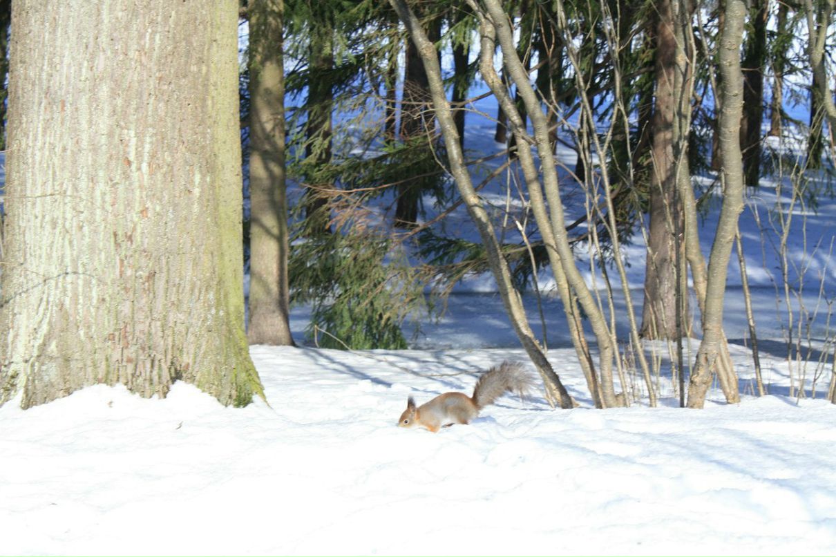 Лариса Антонова | 