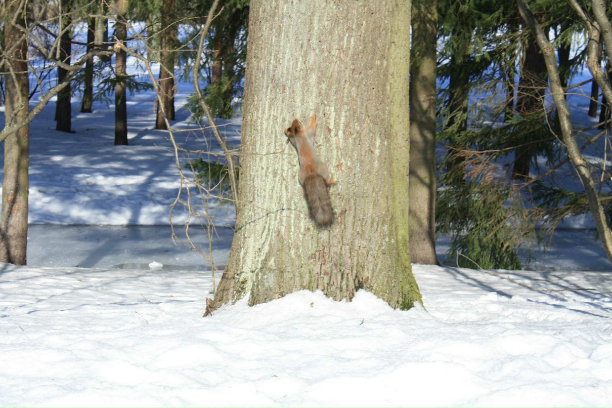 Лариса Антонова | 