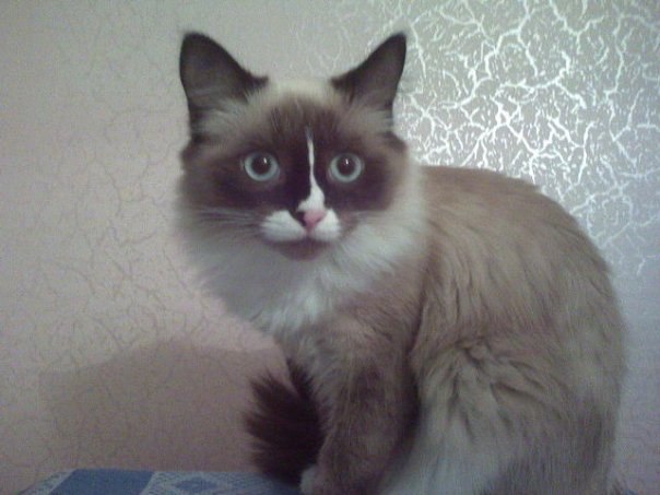 Елена Сапкина | Кемерово