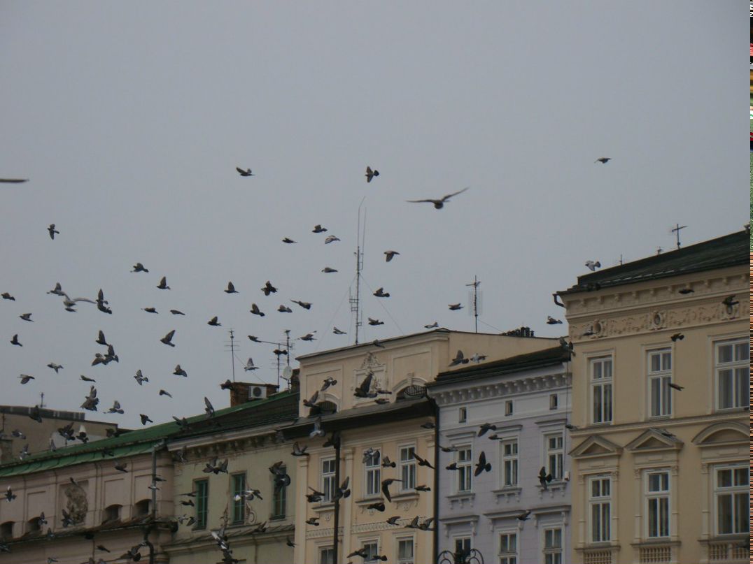 Анжела Мусик Angel(a) | Днепр (Днепропетровск)