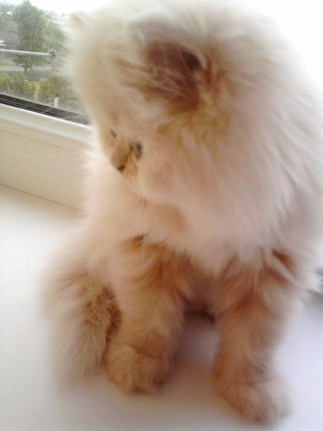 Антон Зеркалёв | Краснодар