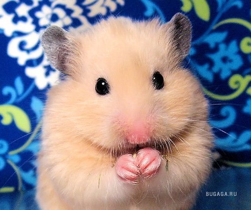 Ольга Святец | Красноярск