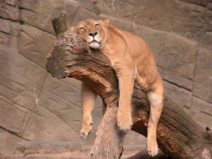 Виталий Балабан | Киев