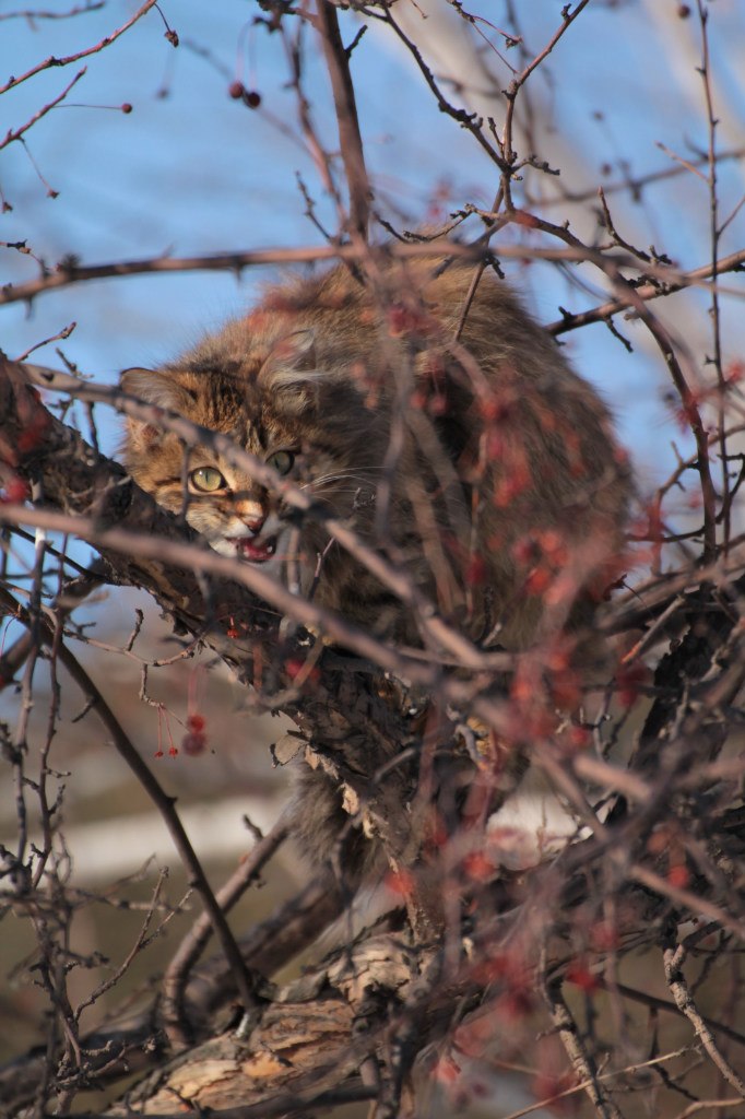 Александр Шанов | Омск