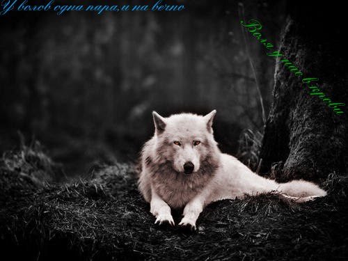 №103, Анастасия Коидзуми, Санкт-Петербург №103, Анастасия Коидзуми, Санкт-Петербург