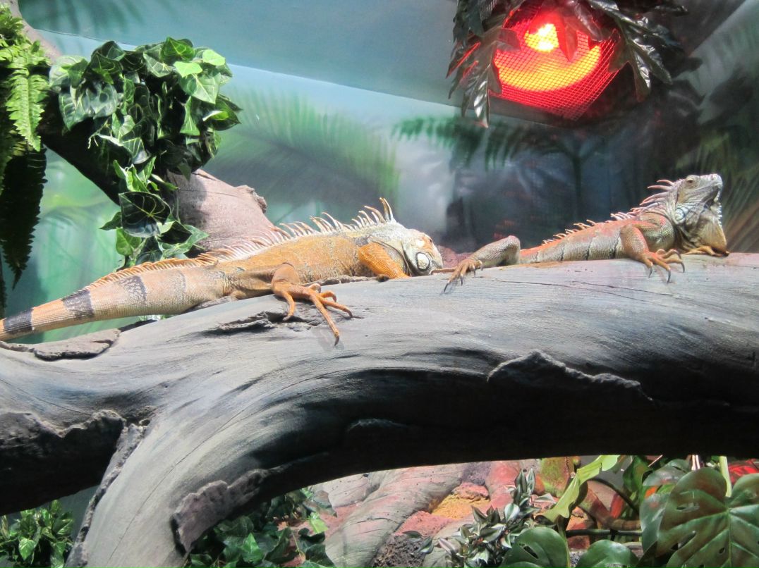 Рустам Аталиков psycho | Москва