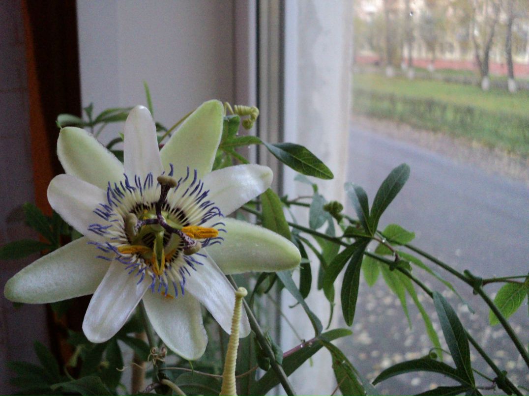 Елена Шарова | Санкт-Петербург