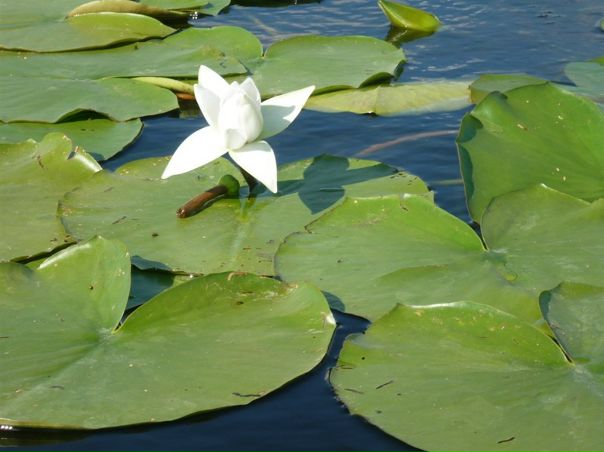 №188, Северус Снейп №188, Северус Снейп