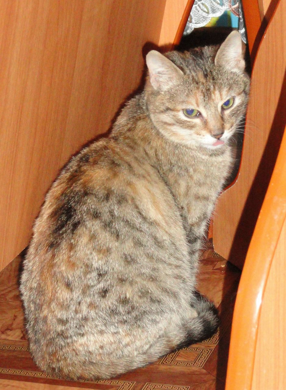 Анжелика Барановская Юрьевна | Вологда