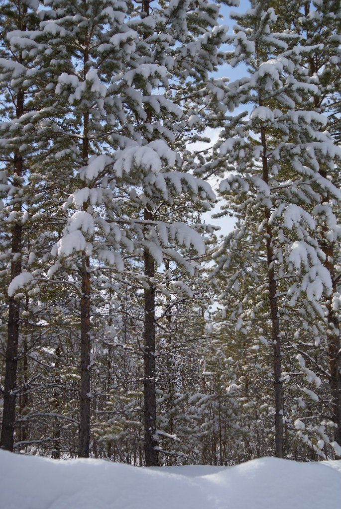 Иван Босниец | 