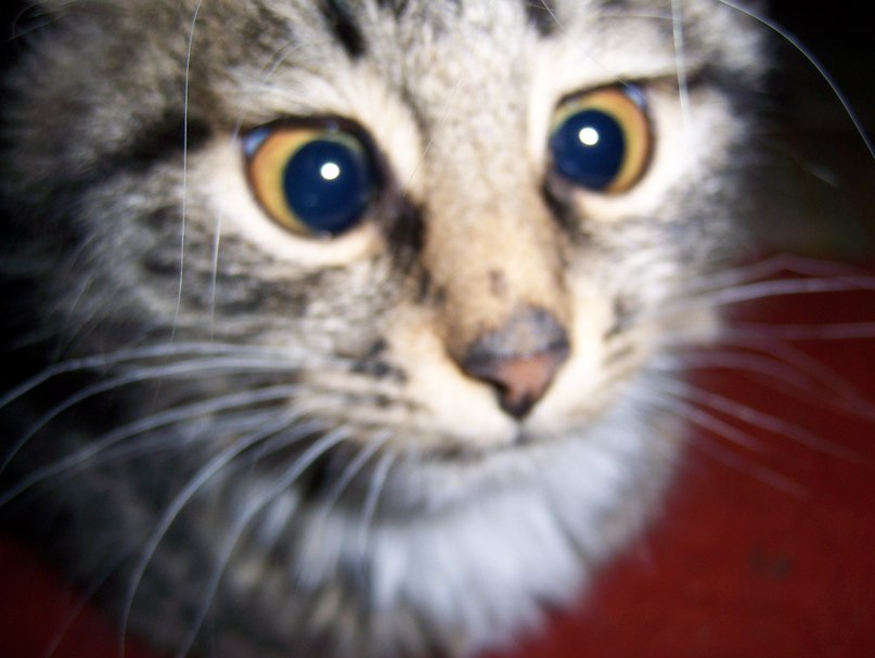 Денис Гогуев | Владимир