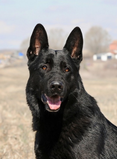 №2, Саня Дробний №2, Саня Дробний